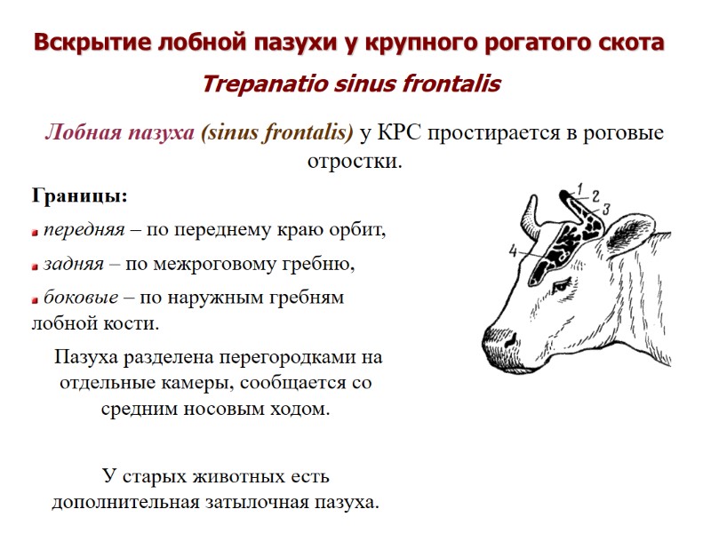 Вскрытие лобной пазухи у крупного рогатого скота Trepanatio sinus frontalis Лобная пазуха (sinus frontalis) Вскрытие лобной пазухи у крупного рогатого скота Trepanatio sinus frontalis Лобная пазуха (sinus frontalis)